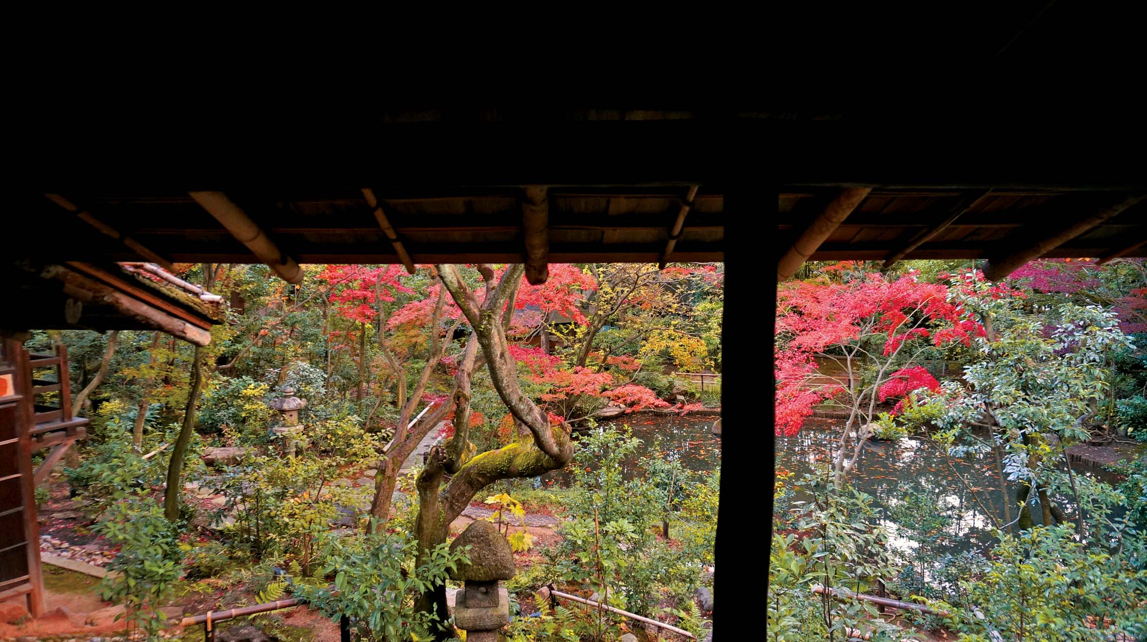 庭園の池